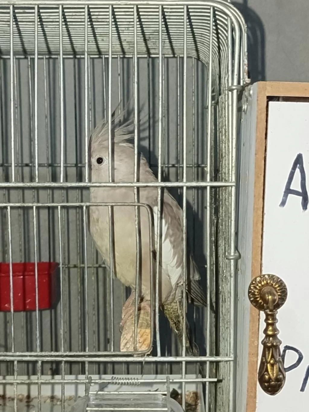 Albino Cinnemon Takım Sultan Papağanı