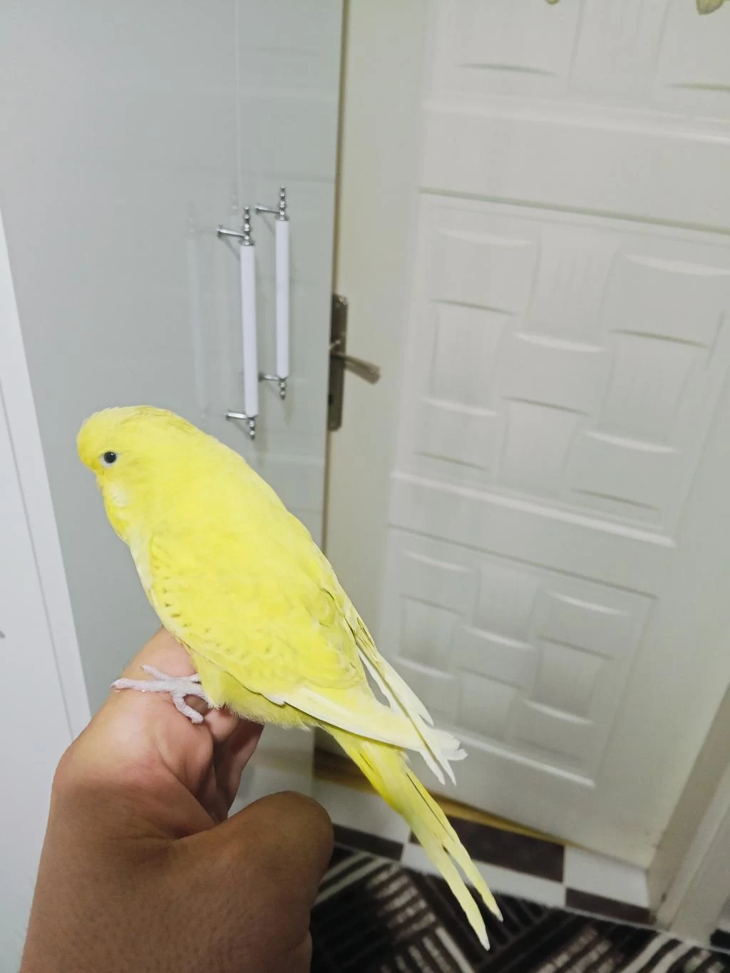 Jumbo Yavru Muhabbet Kuşu