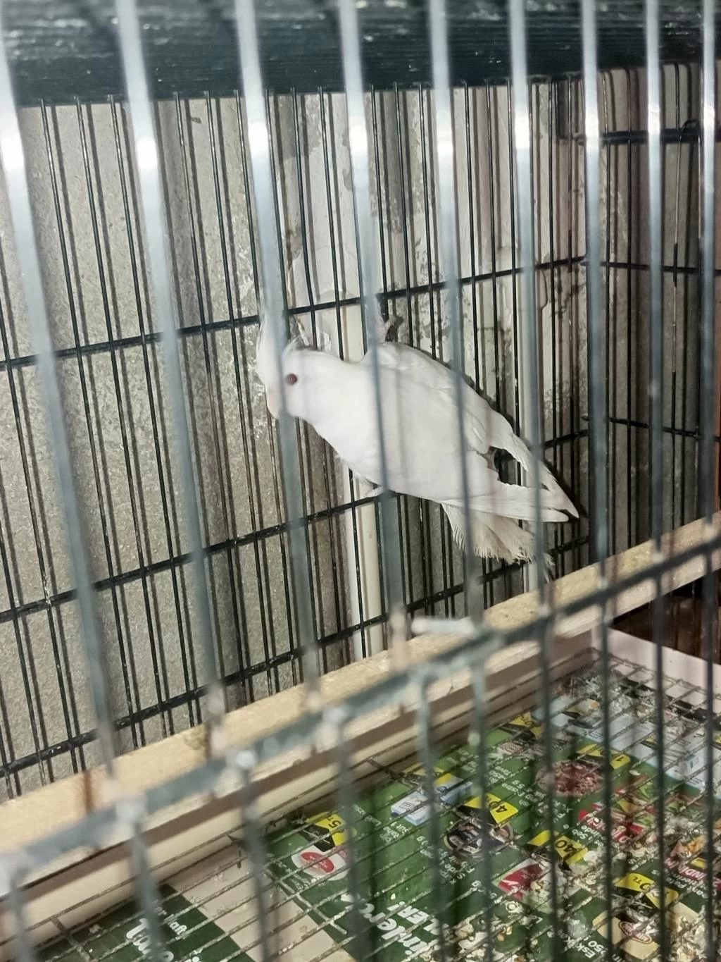 Albino Takım Sultan Papağanı