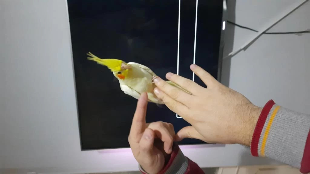 Sultan Papağanı Yavruları