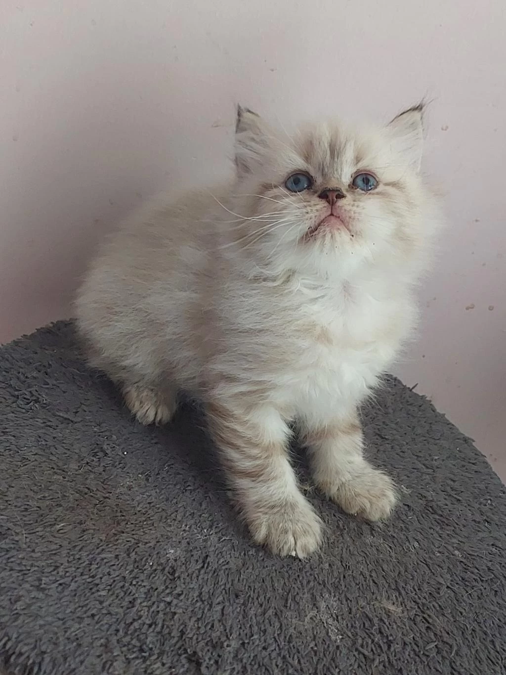 A Kalite British Silver Longhair Erkek Teslime Hazir