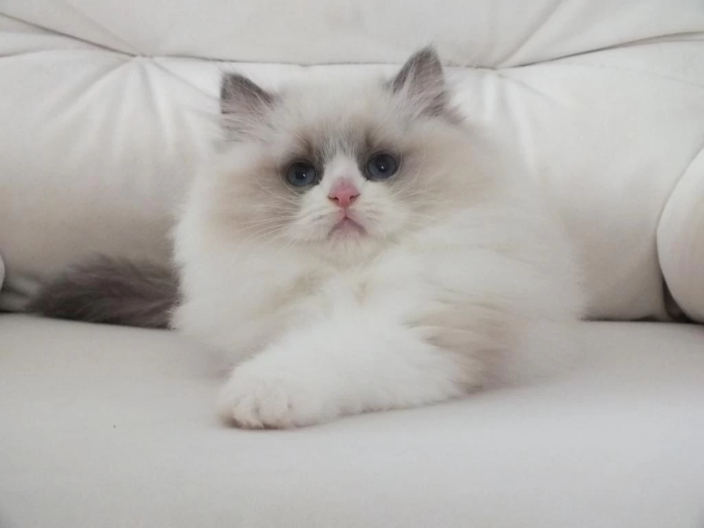 Full Şecereli Ragdoll Yavruları