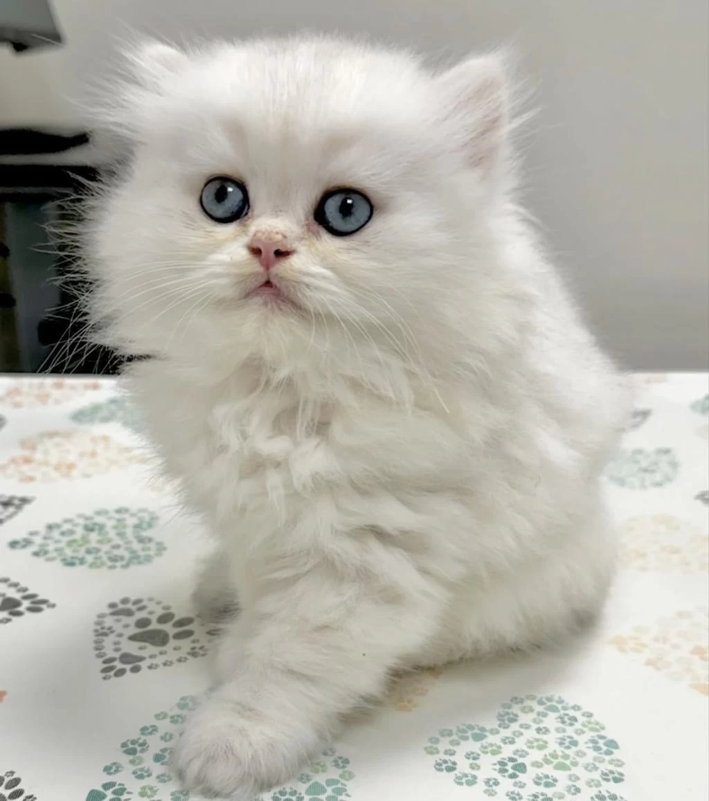 British Longhair Yavrularim