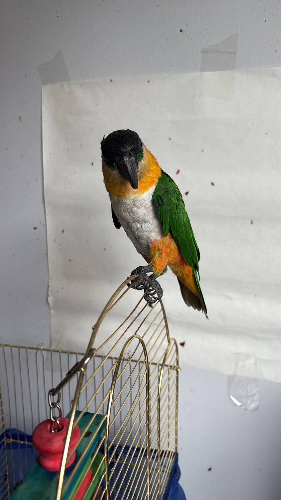Caique Papağanı (siyah Başlı Caique)