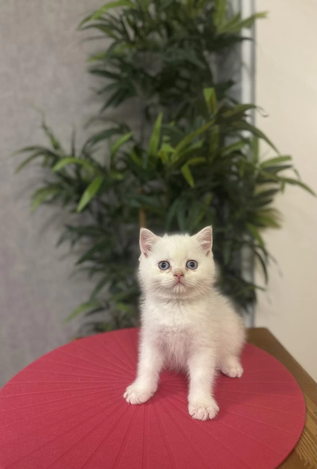 British Shorthair Red Point Yavrularim
