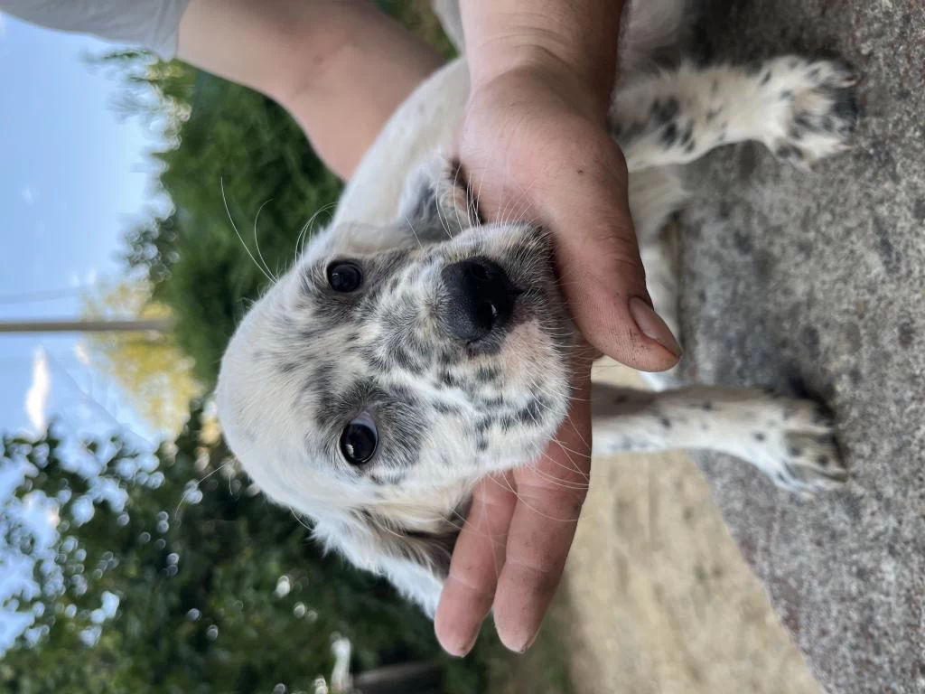 Dişi Setter Av Köpeği Yavrusu