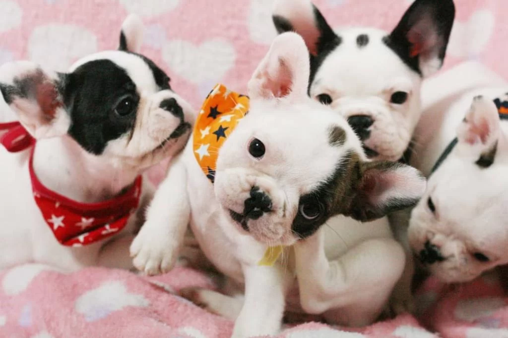 French Bulldog Yavrulari