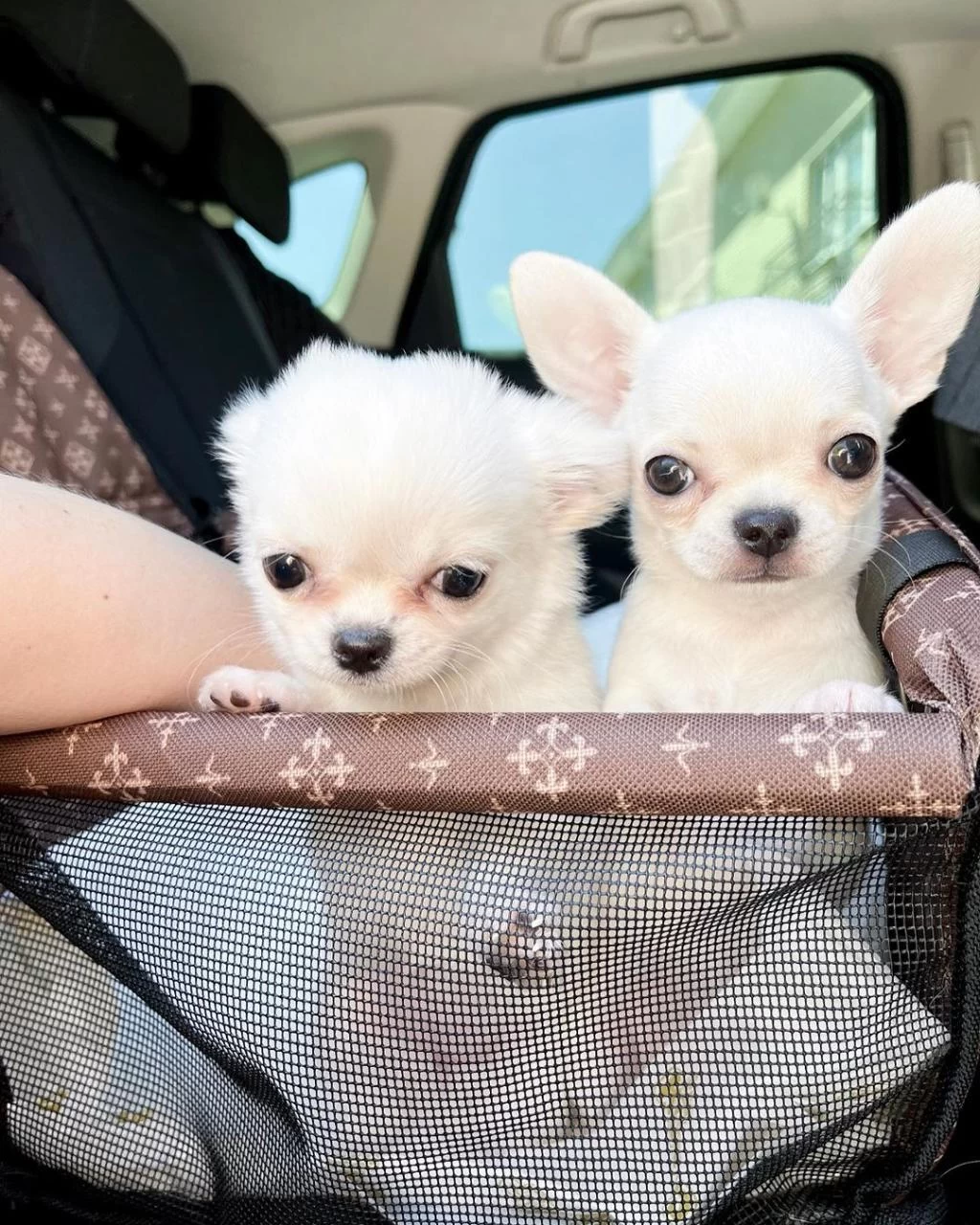 Dünya Tatlisi Chihuahua Yavrulari