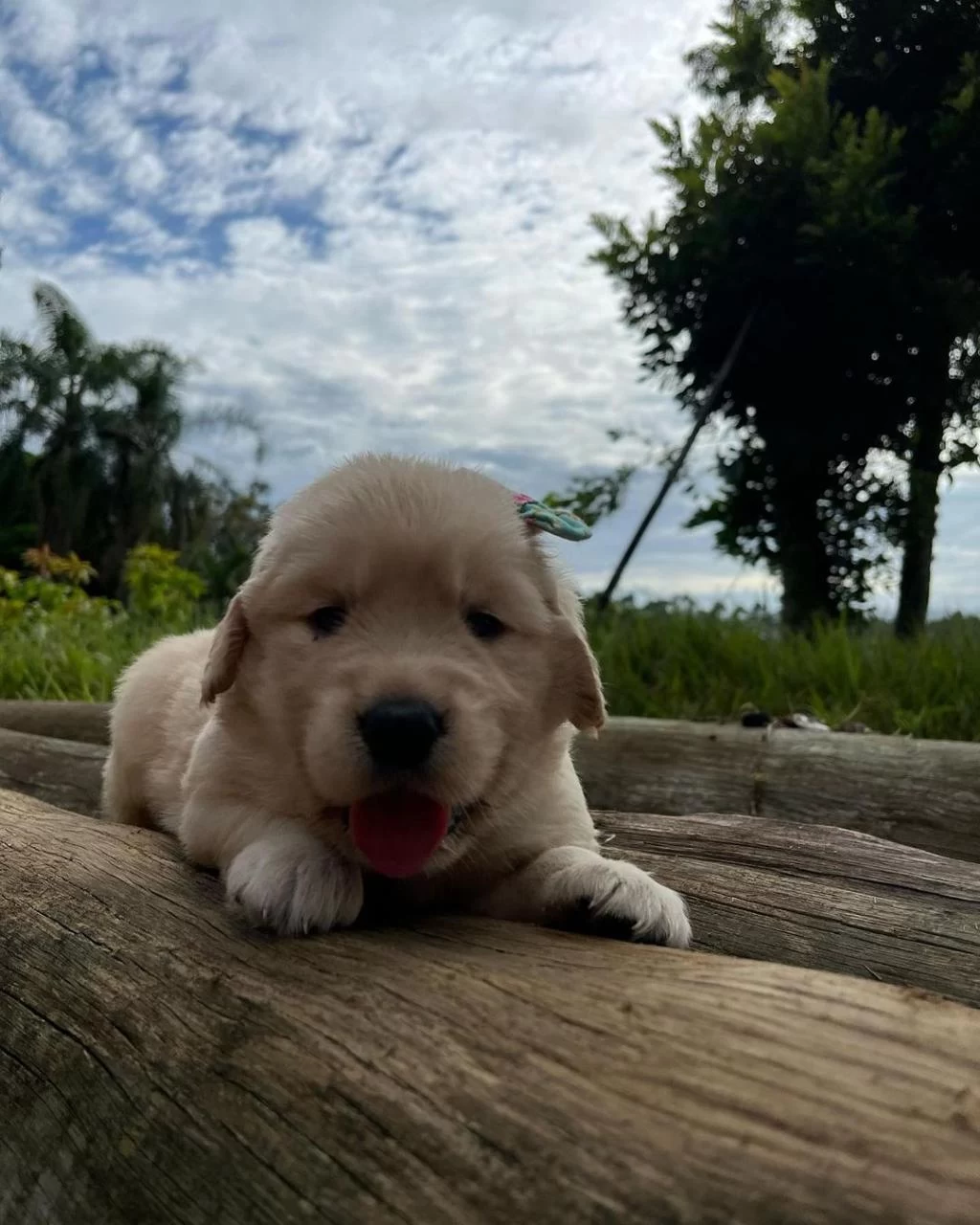 Golden Retriever Yavrulari