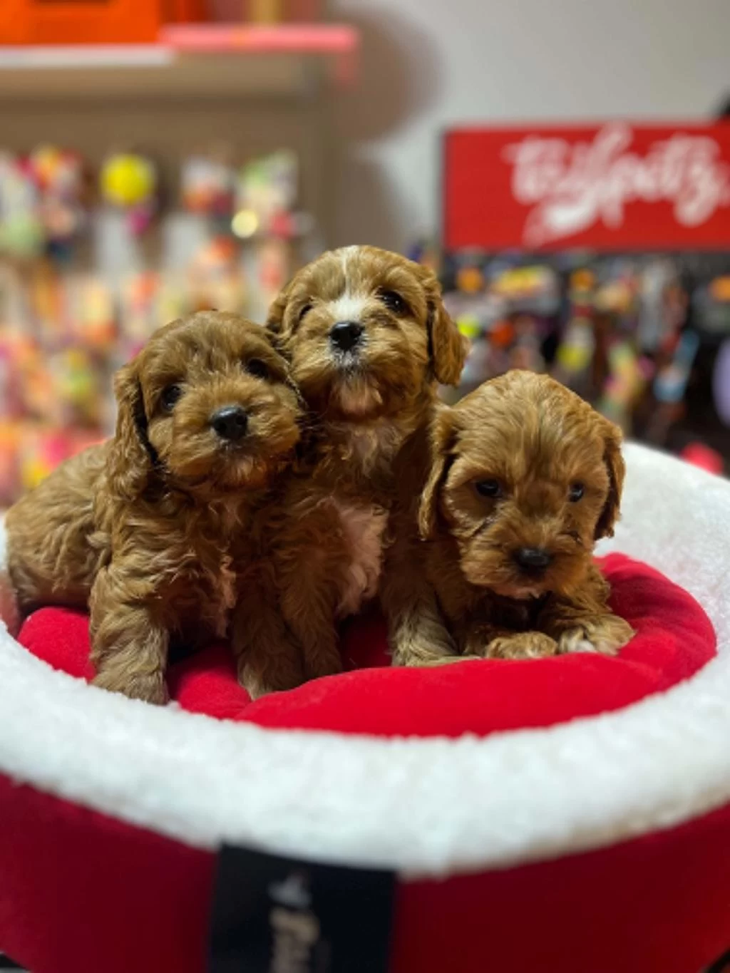 Tüy Dökmeyen Hipoalerjenik Saf Kan Maltipoo Yavrular