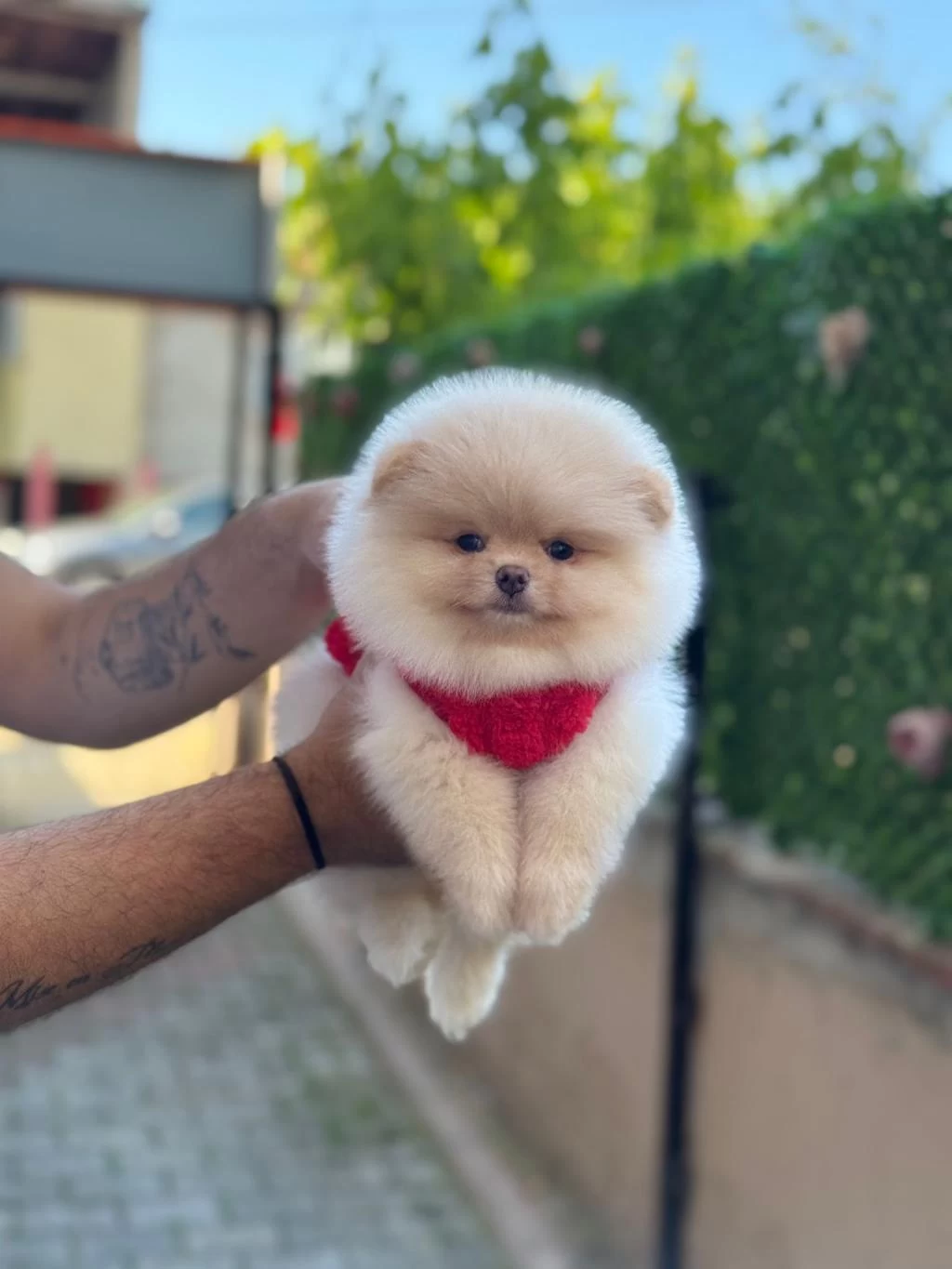 Yavru Pomeranian Köpekleri