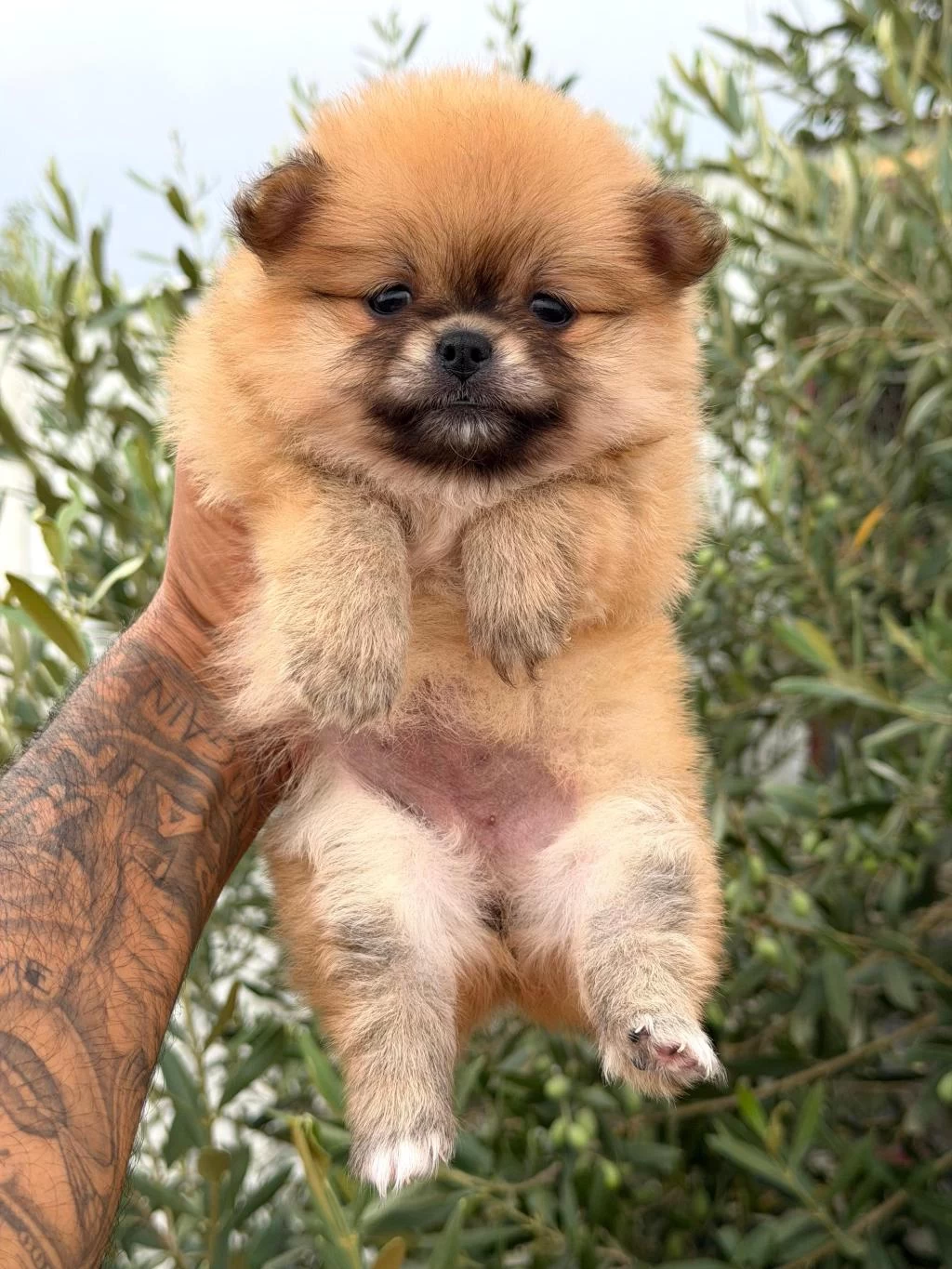 Pomeranian Boo Dişi Yavrular