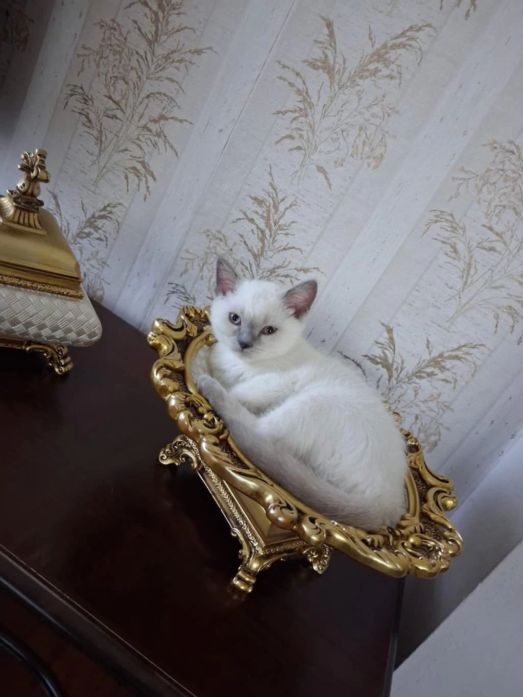 British Shorthair Blue Point Dişi