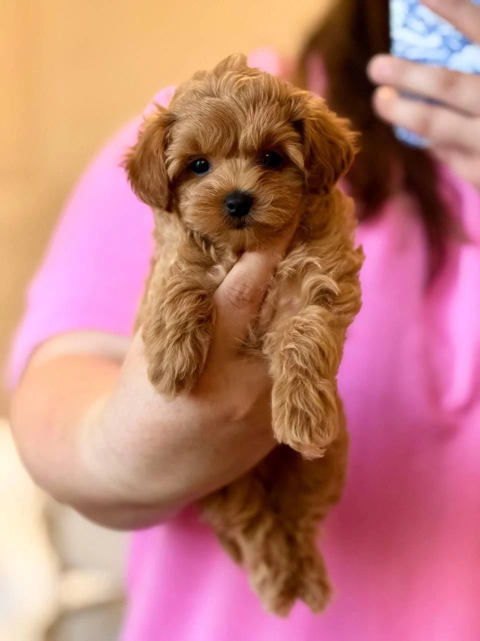 Maltipoo Bebekler Kore