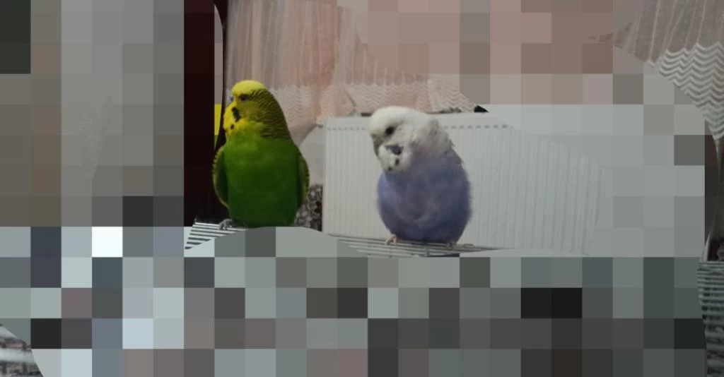 Muhabbet Kuşu Açıklamayı Okuyun Lütfen