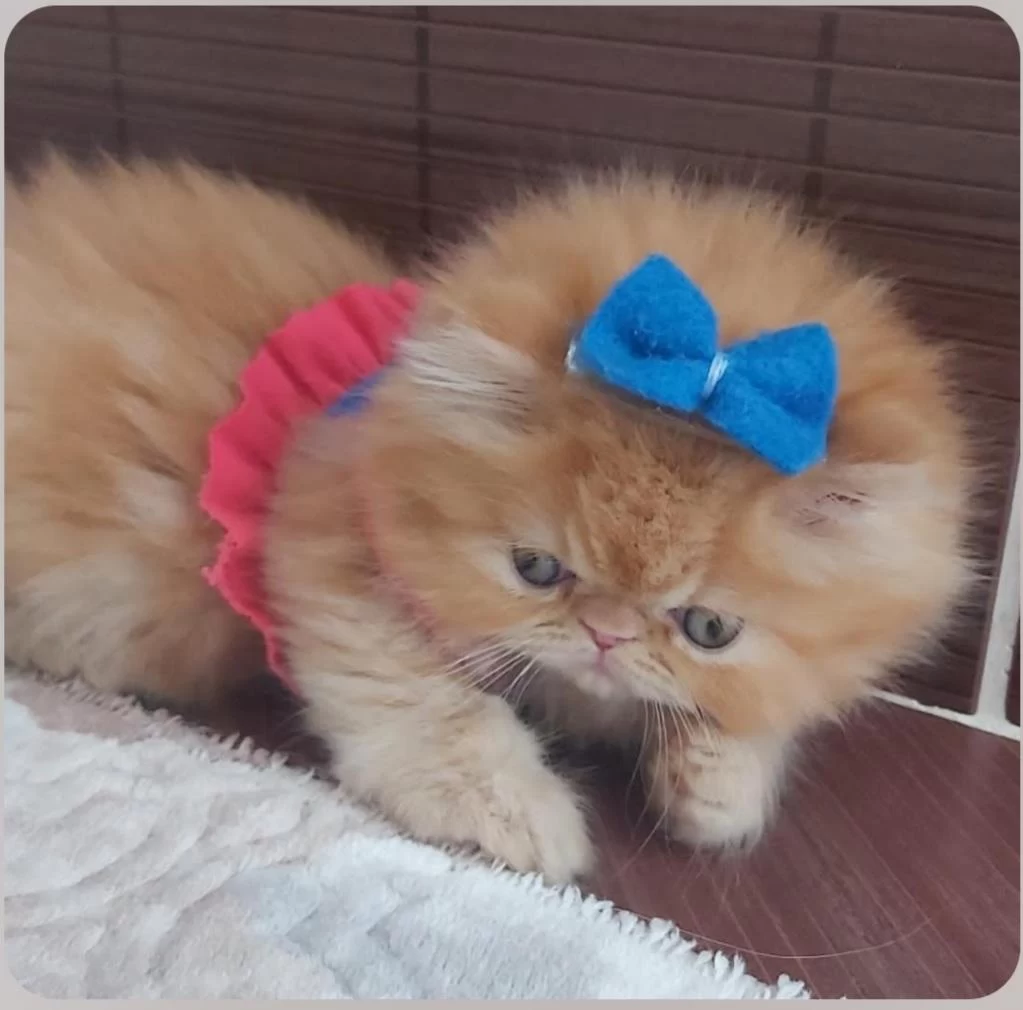 İran Exotic Longhair Bebekler