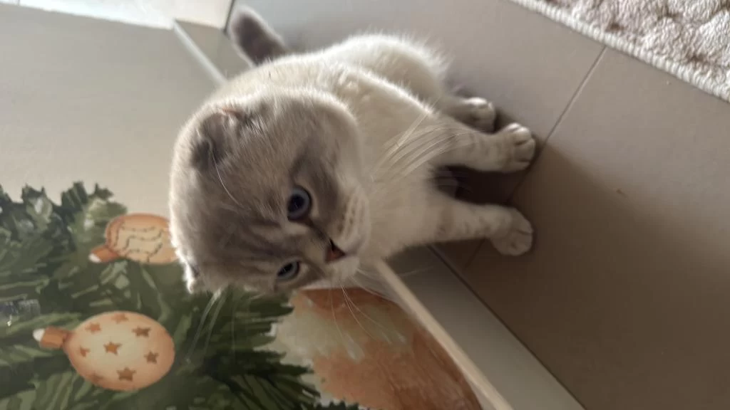 Evde Kedi Fazlalığından Scottish Fold