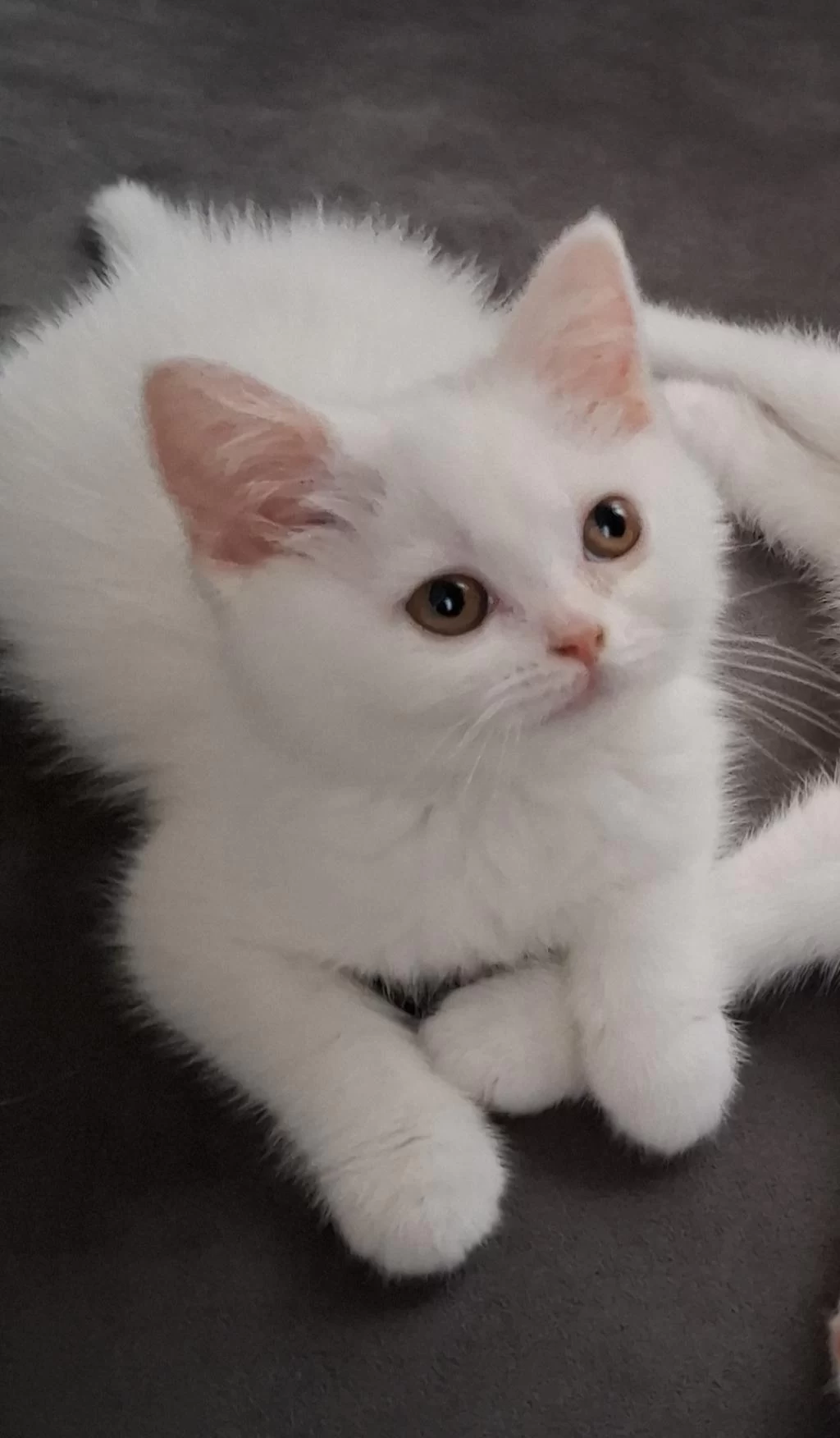Yeni Yuvasına Gitmeye Hazır Dişi Kedimiz
