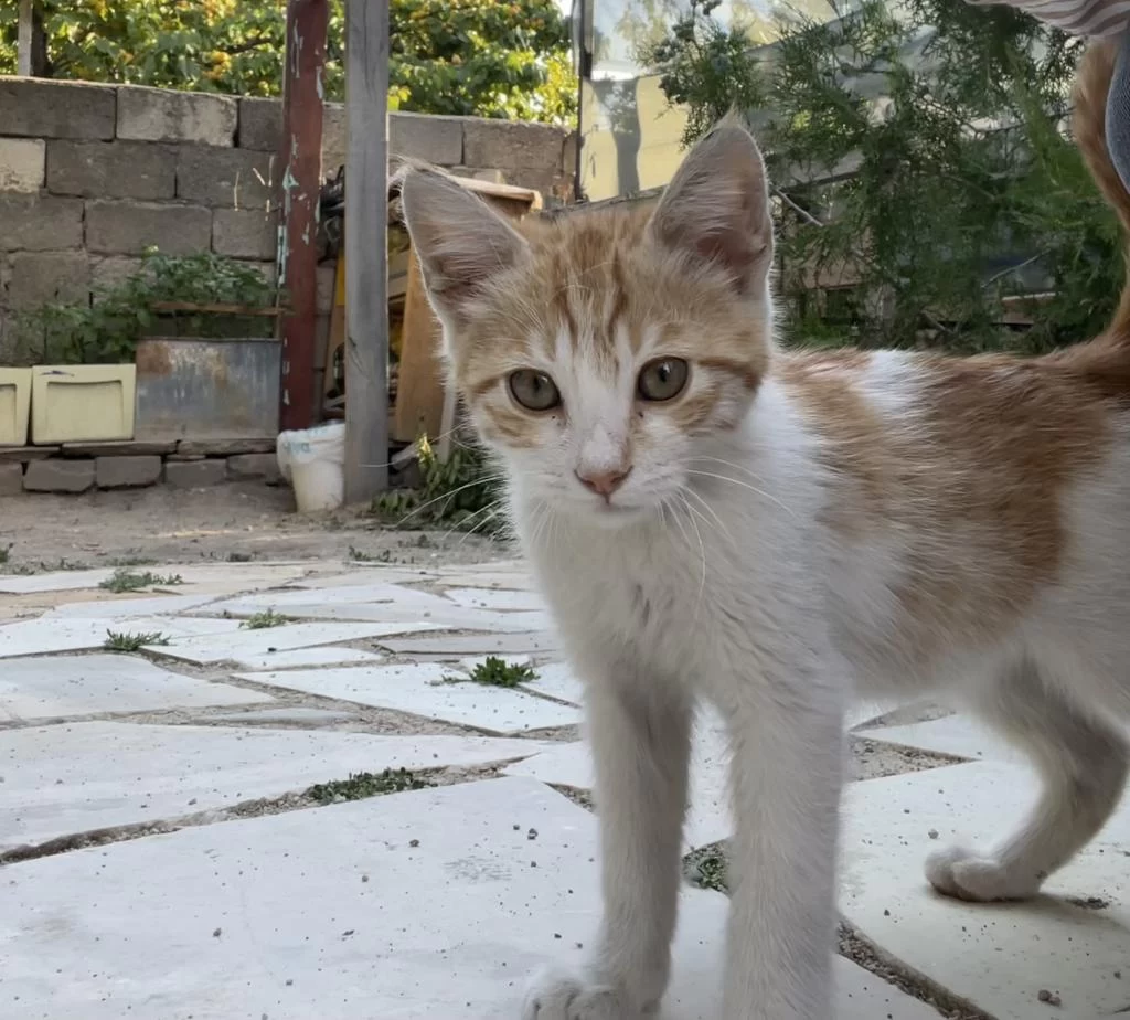 2,5 Aylık Erkek Sarman Çok Sıcakkanlı