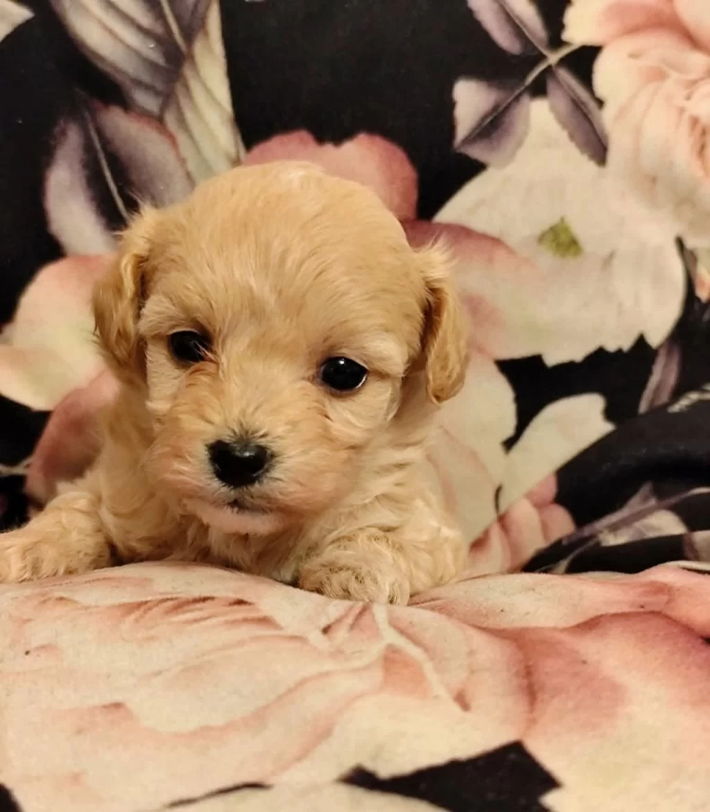 Maltipoo Miniklerimiz