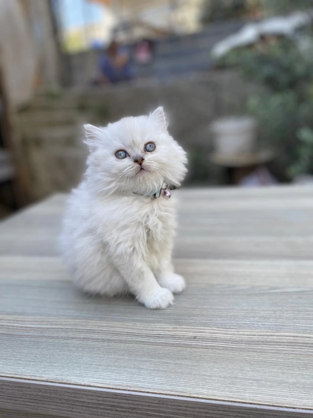 Silver Point British Longhair