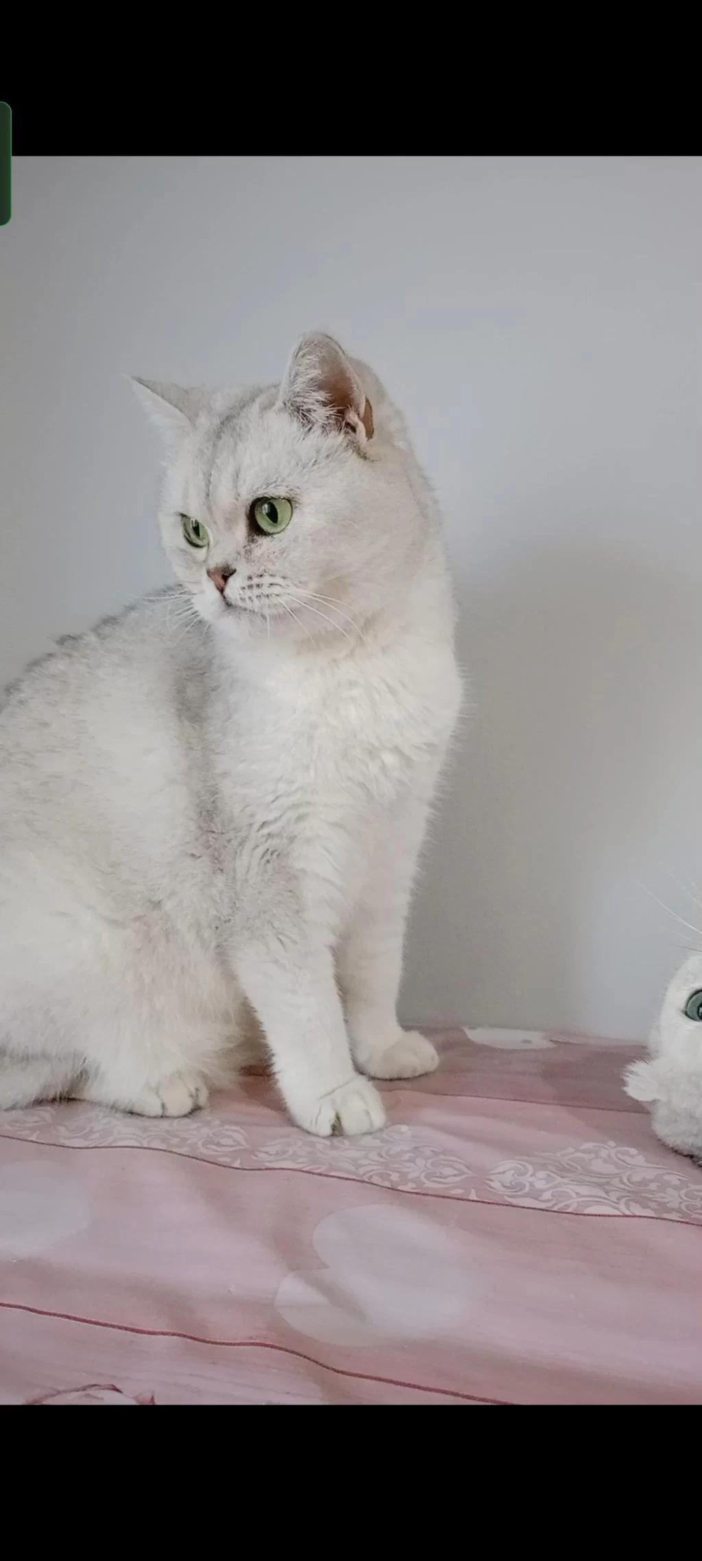 British Shorthair Kedisi (ücretsiz)