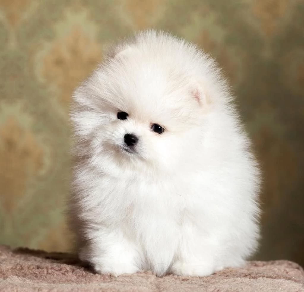 Orijinal Teacup Pomeranian Boo