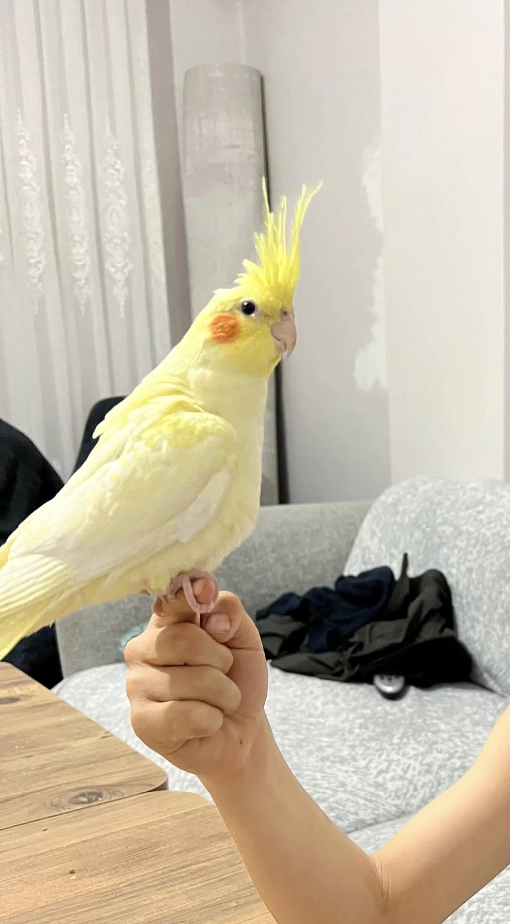 Kendini Sevdirmeye Meraklı İsırmayan Albino Sultan