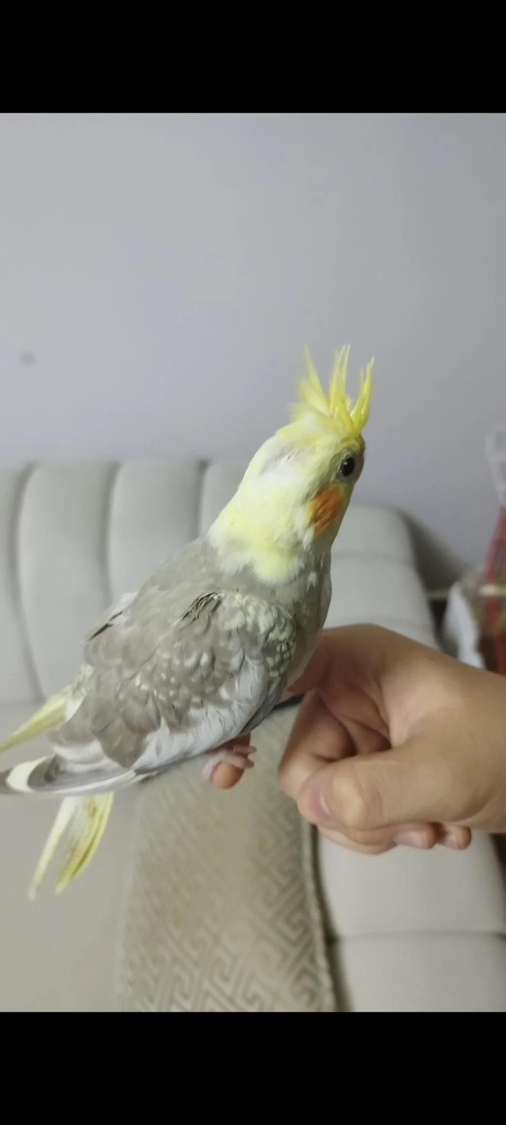 Ele Alışık Evcil Sultan Papağanı Yavruları 1.5 2aylık