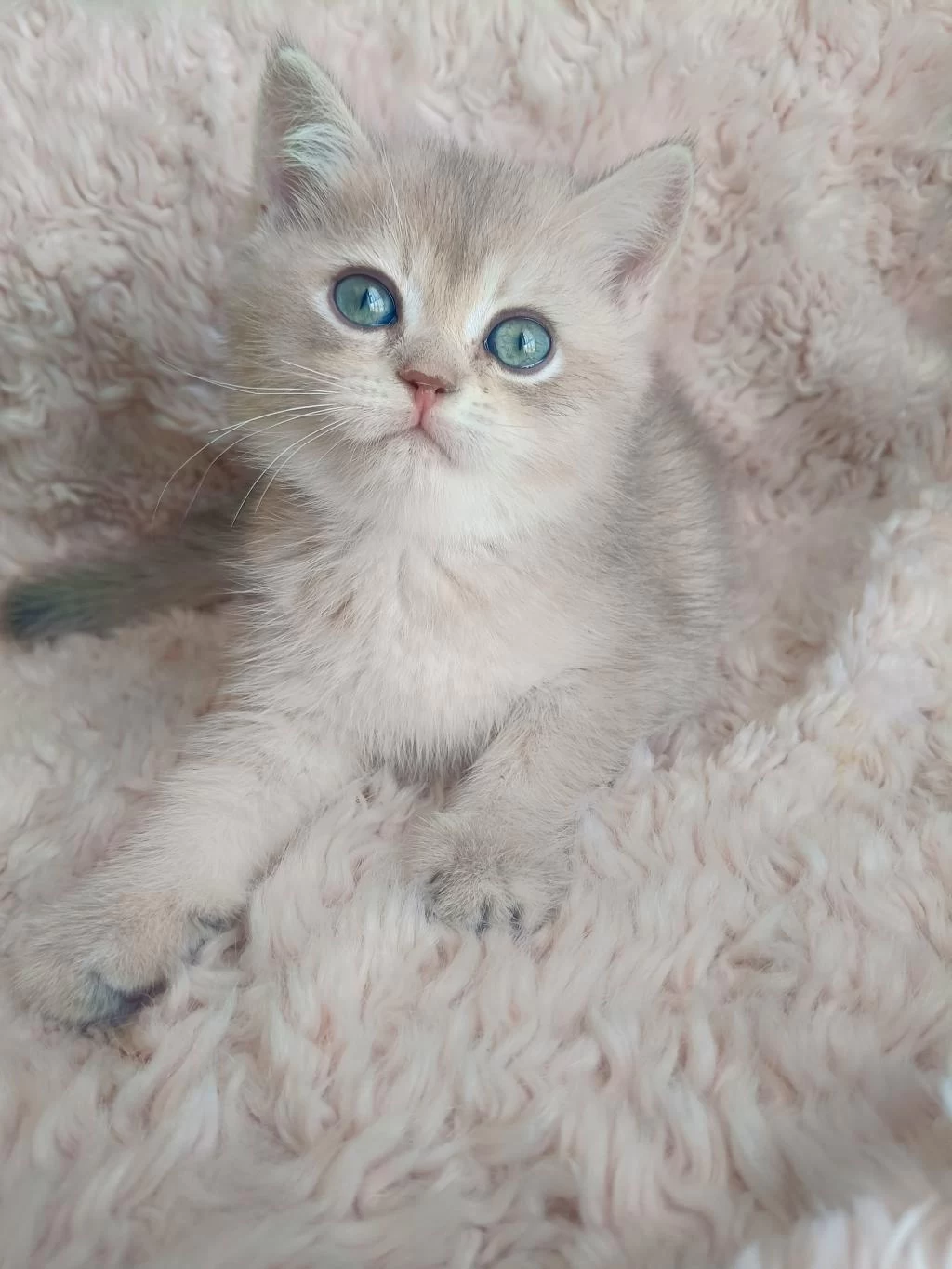 Fıstık British Shorthair Oğlum