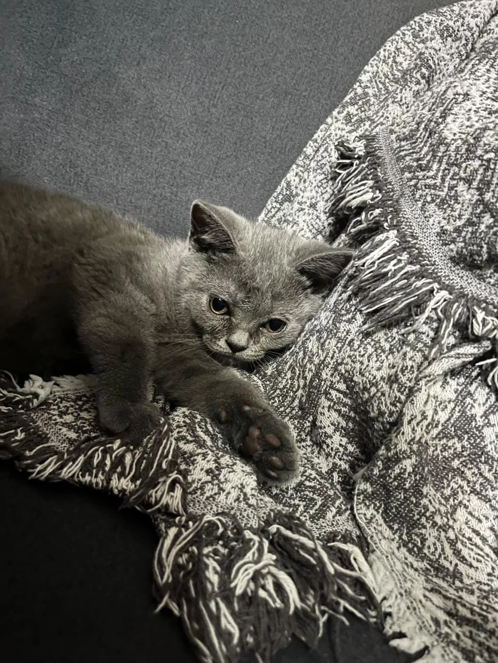 4 Aylık British Shorthair Yavru