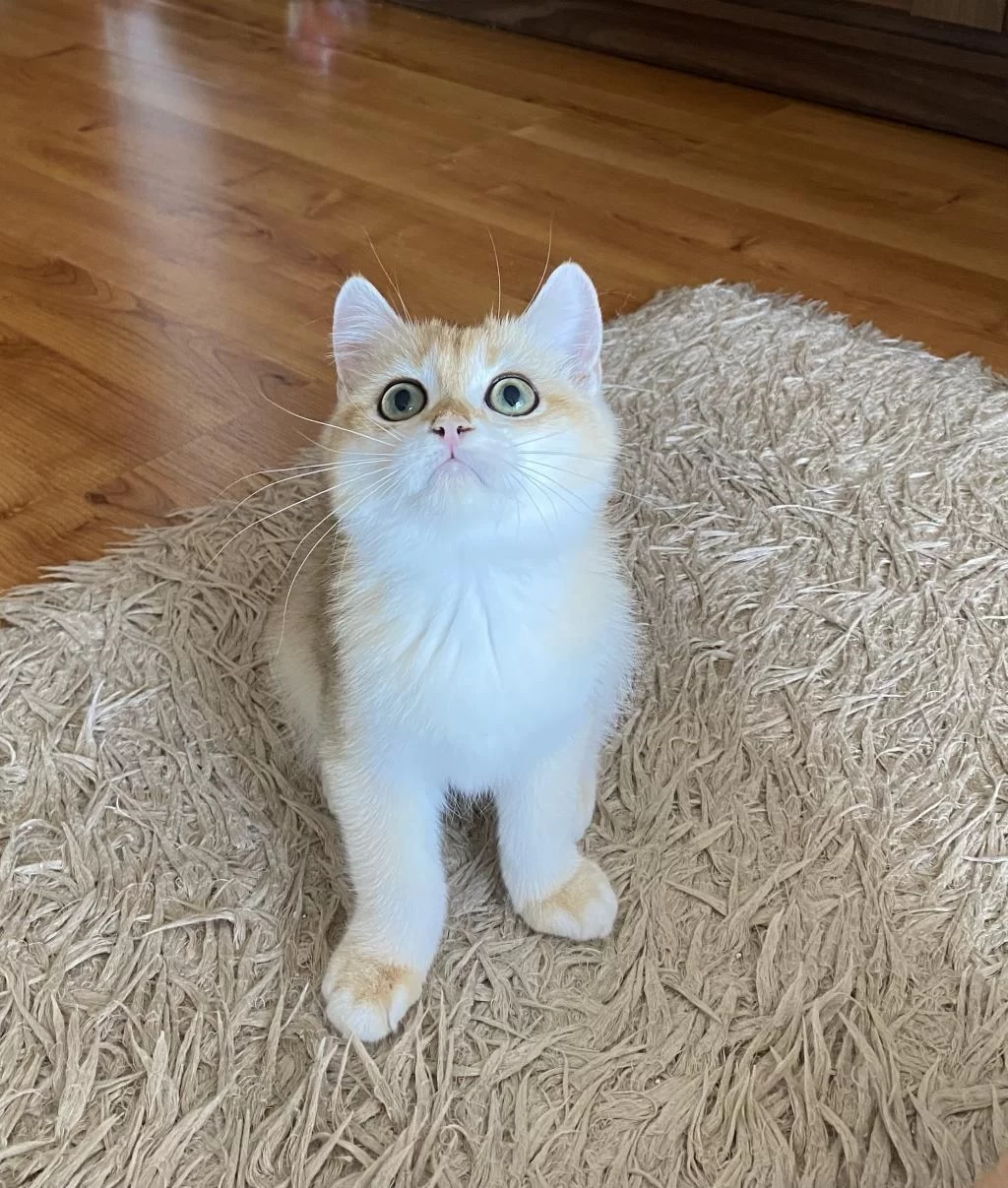 Golden British Shorthair Erkek Yavrumuz