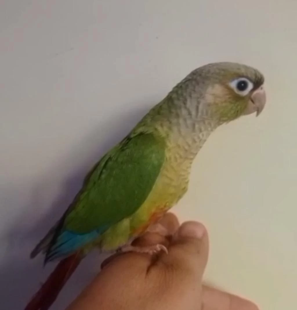 El Besleme Konur Papağanı