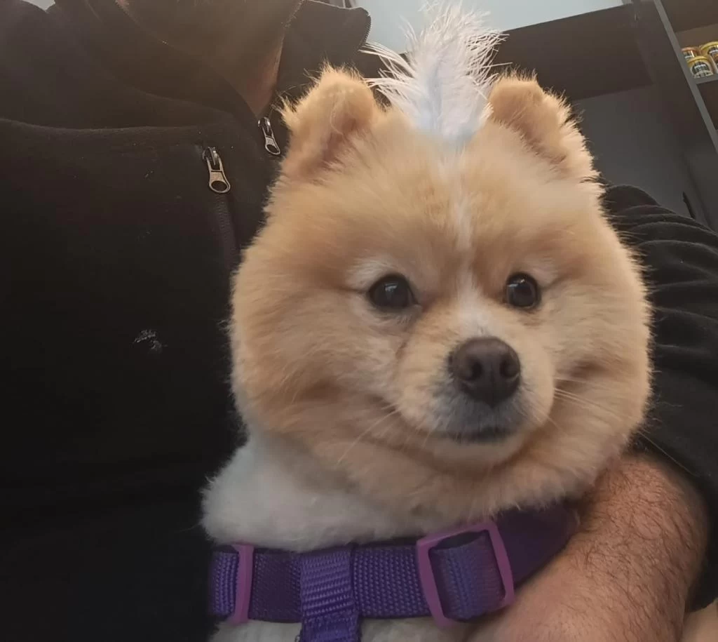 1 Yaşında Damızlık Pomeranian Boo