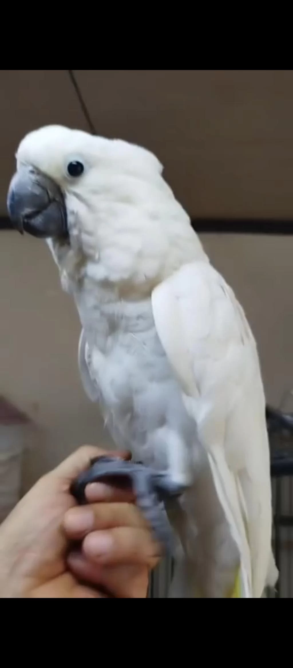 4 Aylık Yakışıklı Kakadu