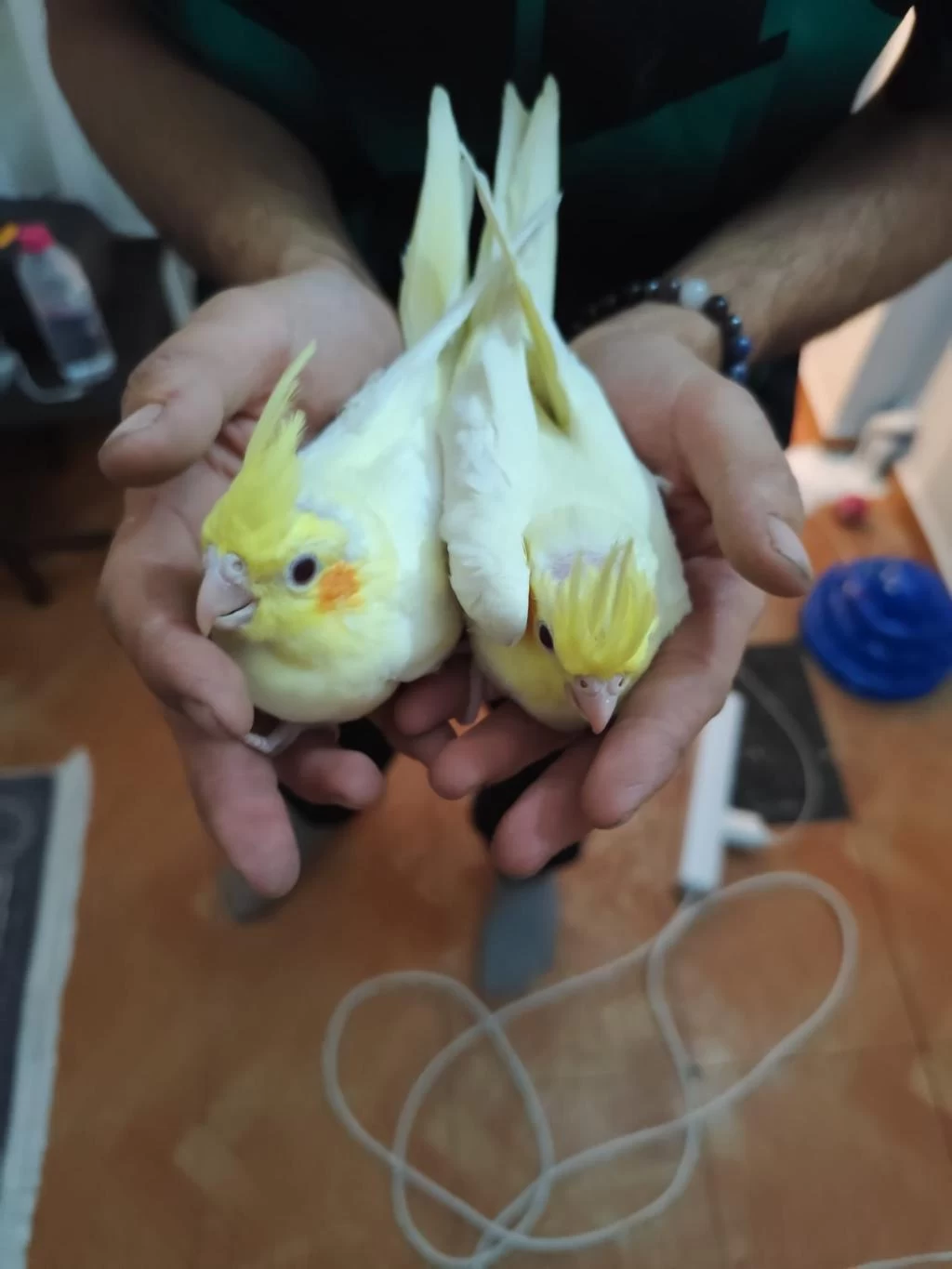 Sarı Lutino Sultan Papağanlar