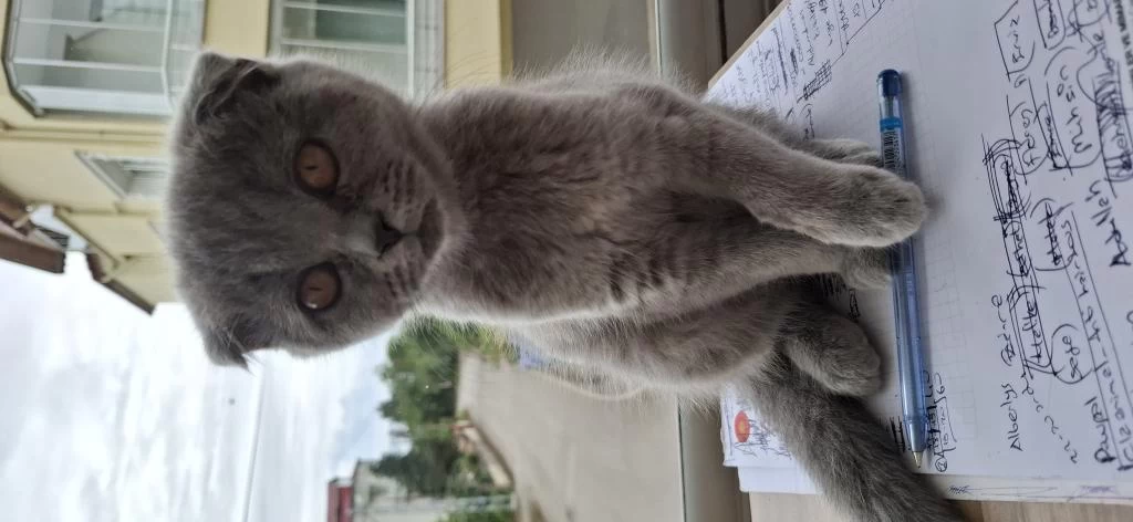 Sağlıklı Yavru Kediler