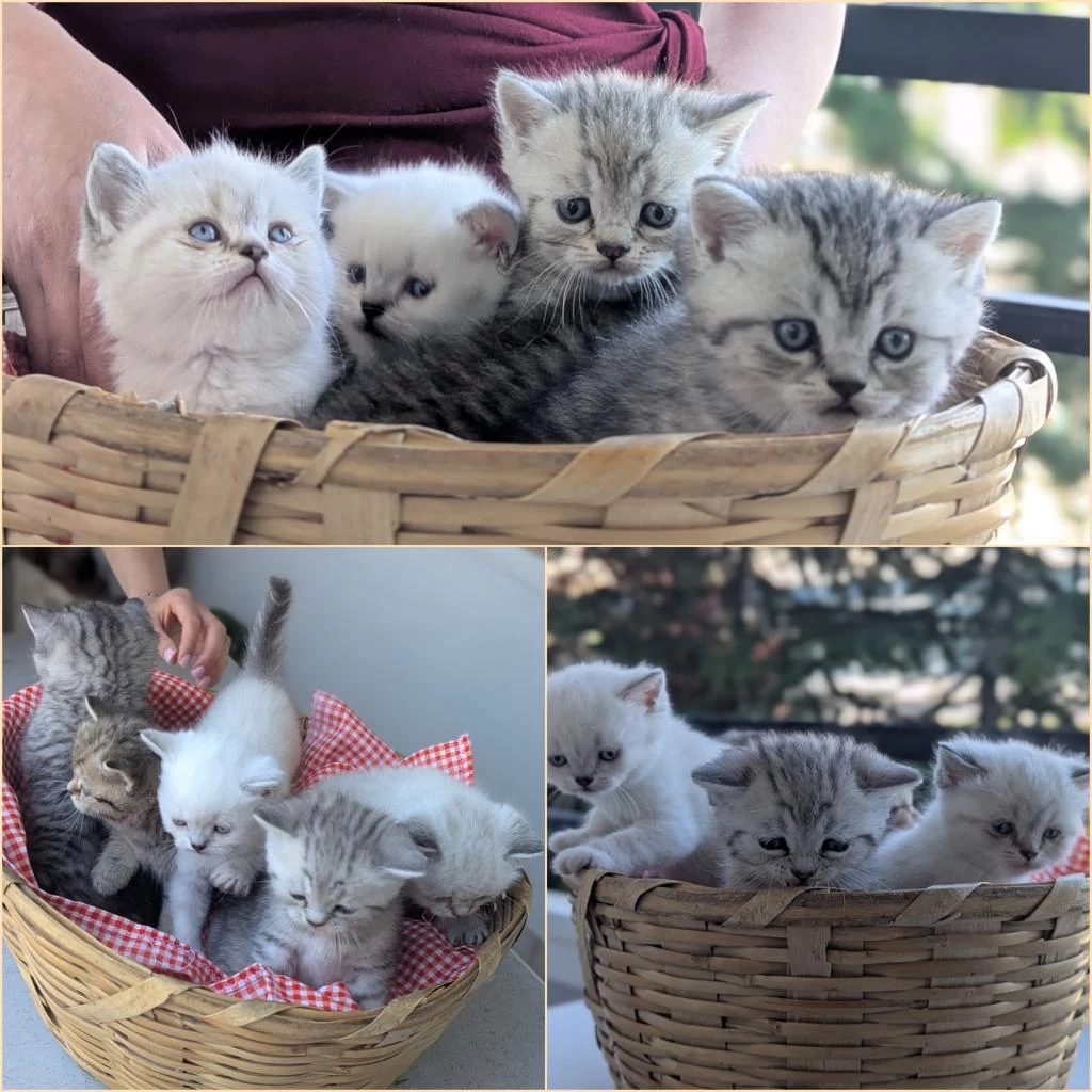Kedimiz Lokum Un 4 Adet British Shorthair Yavrusu