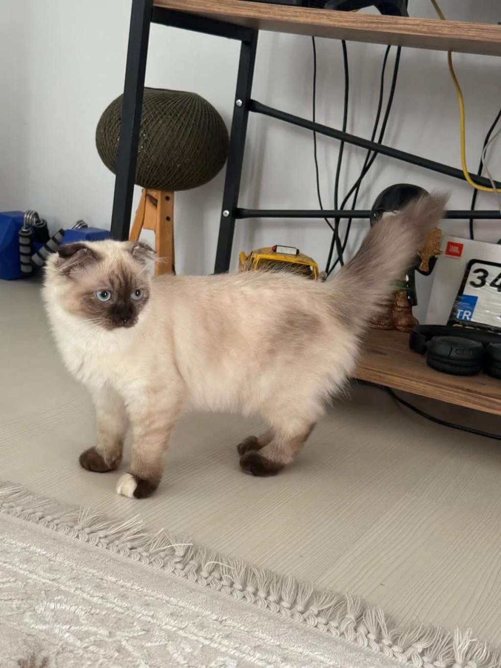 Scottish Fold Kedimiz