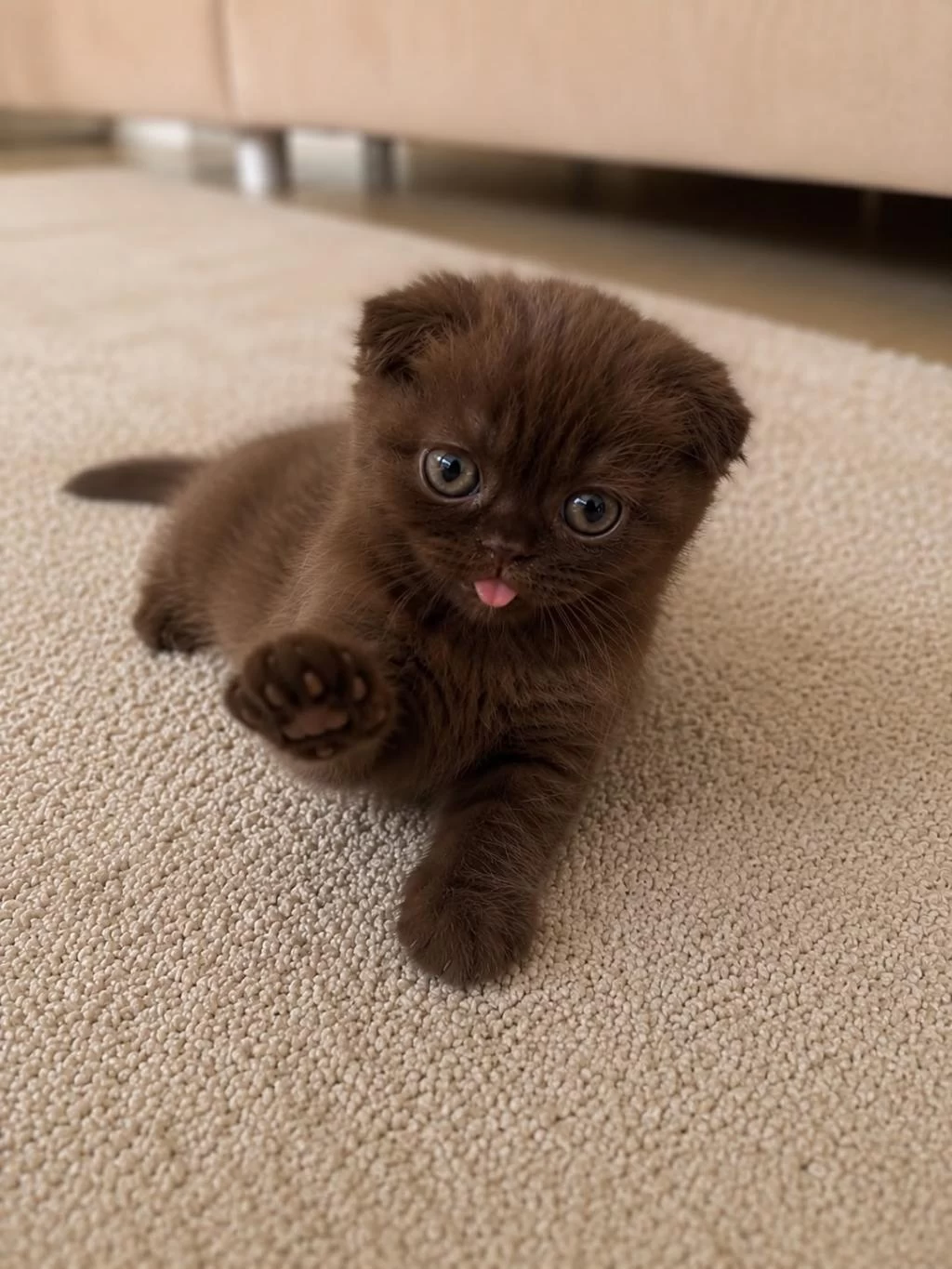 Özel Renk Çikolata Scottish Fold