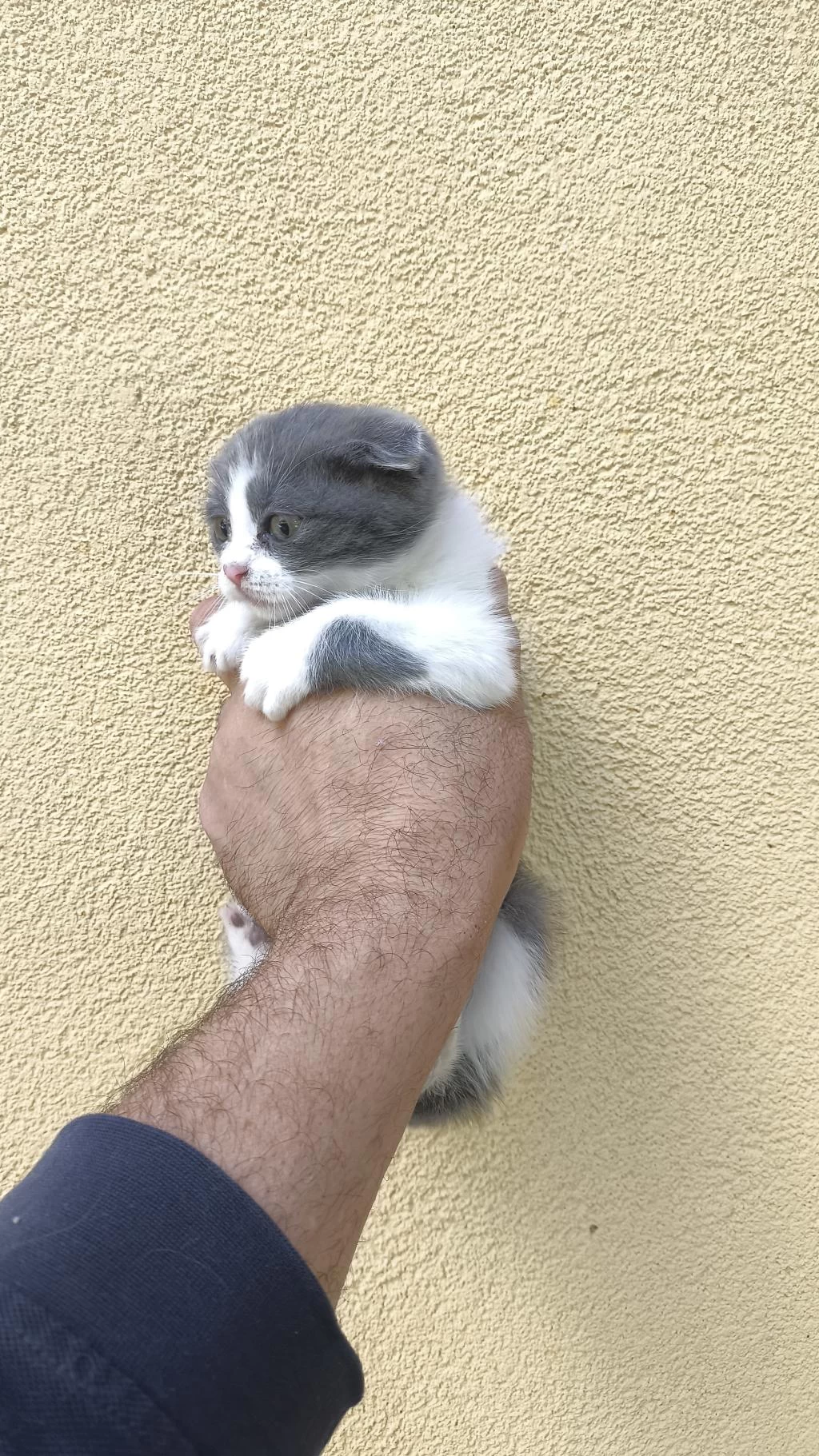 Gri Beyaz Yavru Scottish Fold