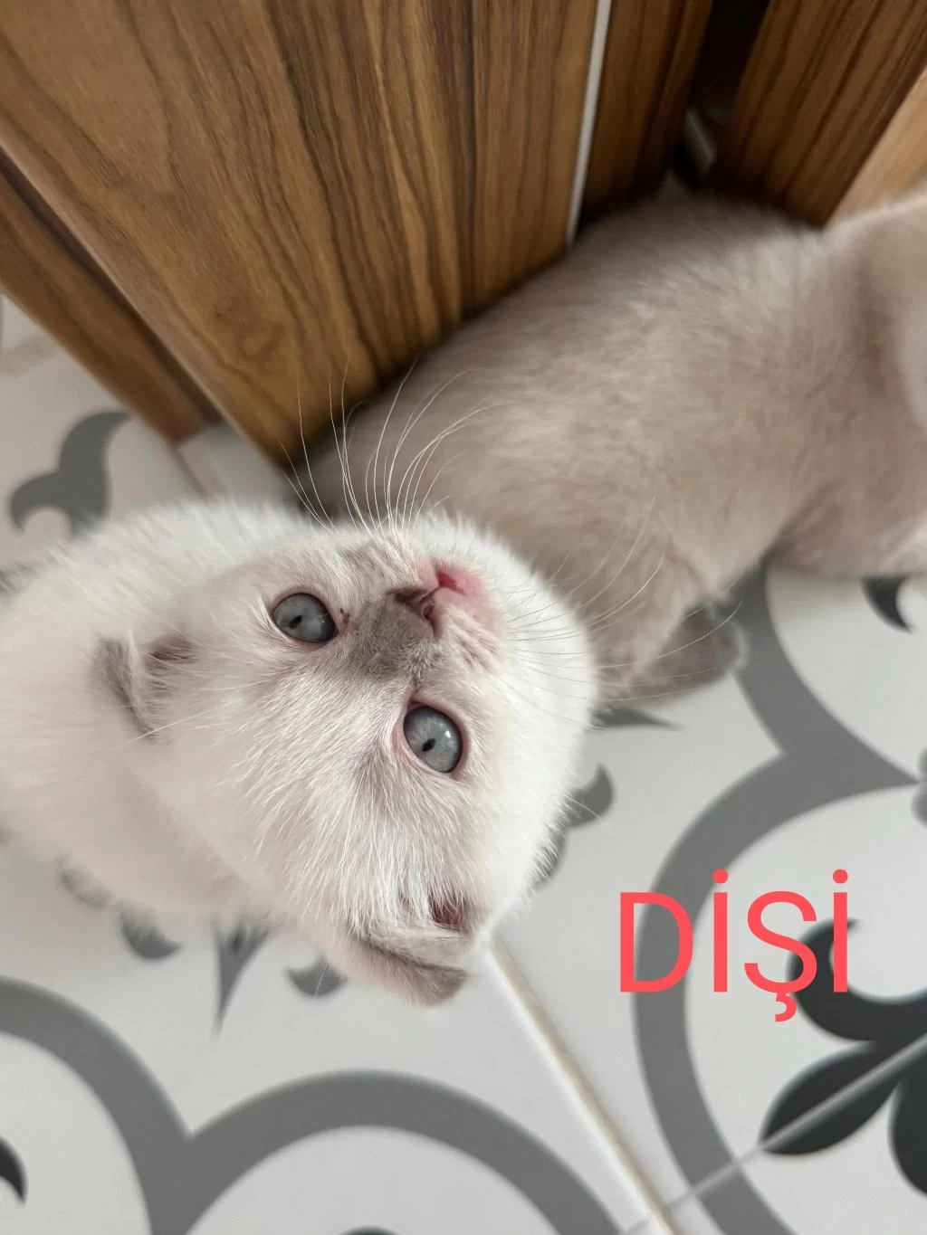 2 Aylik Scottish Bluepoint Shorthair Yavrular