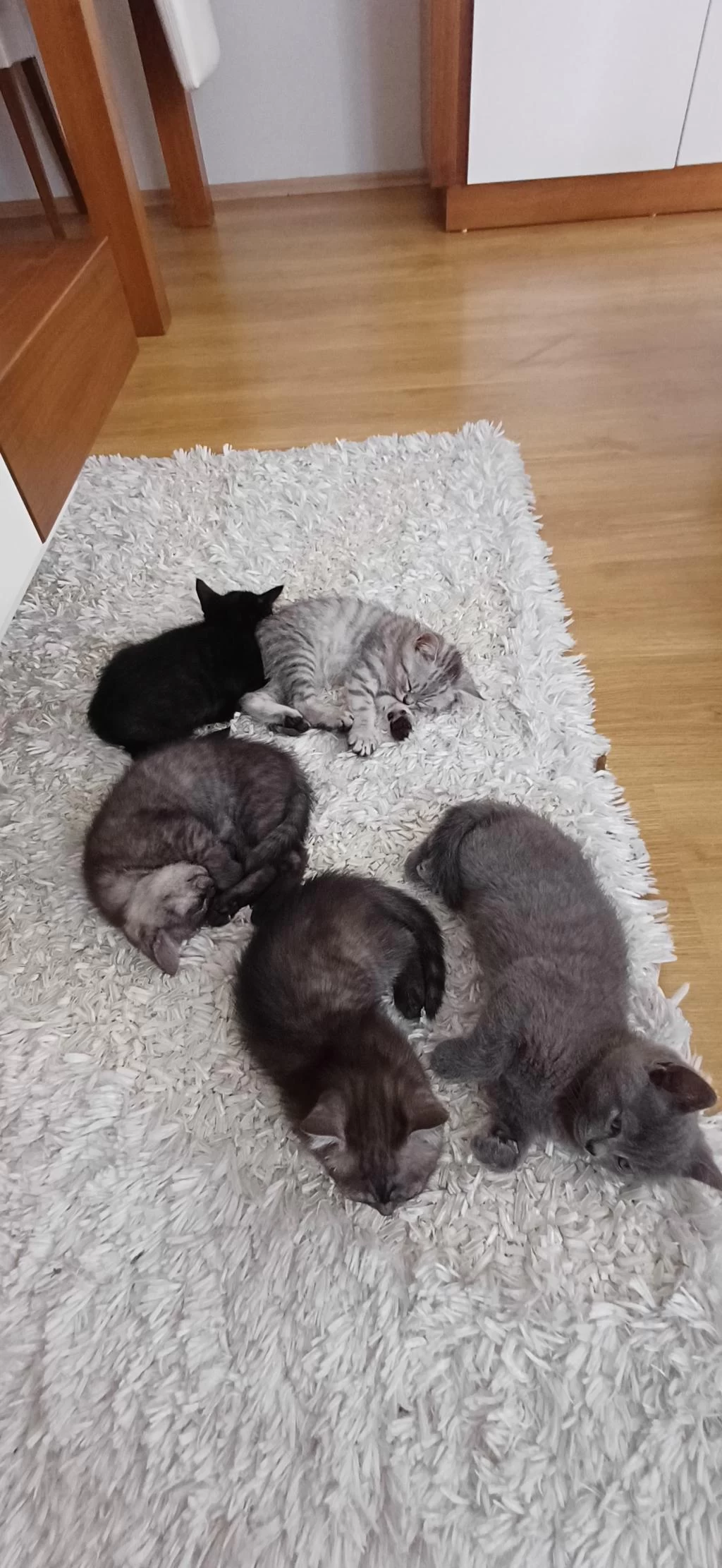 Ücretsiz Sahiplendirme Kediler