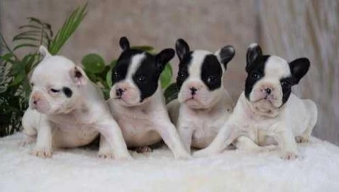 Elit Patiler Farkıyla French Bulldog Yavrular
