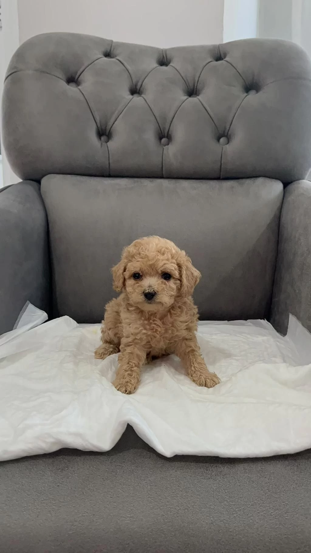 Orijinal Teacup Maltipoo