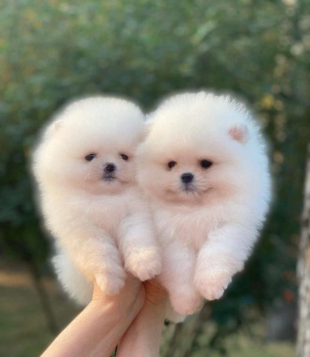 Pomeranian Boo Yavrulari