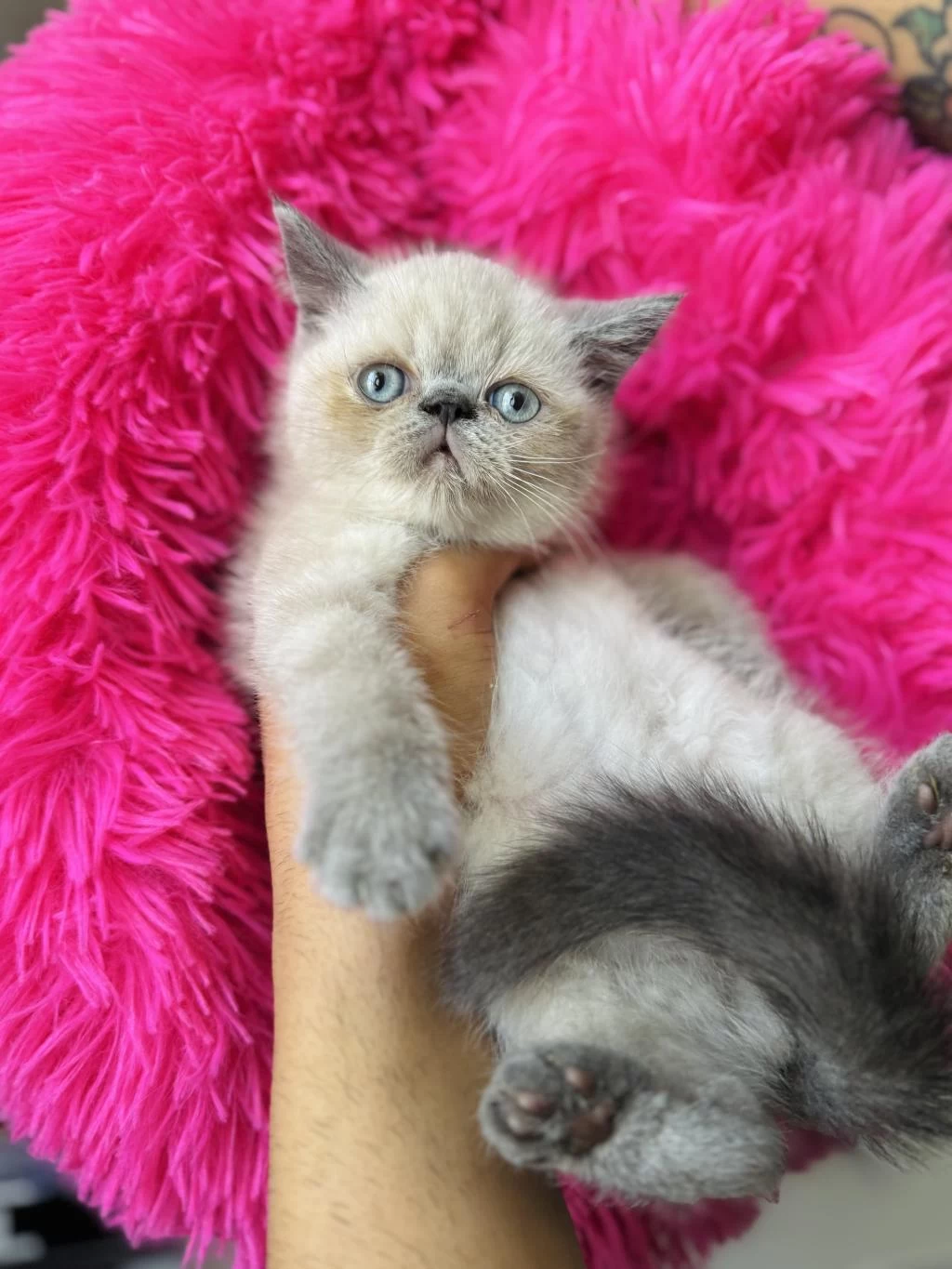 Exotic Shorthair Bluepoint