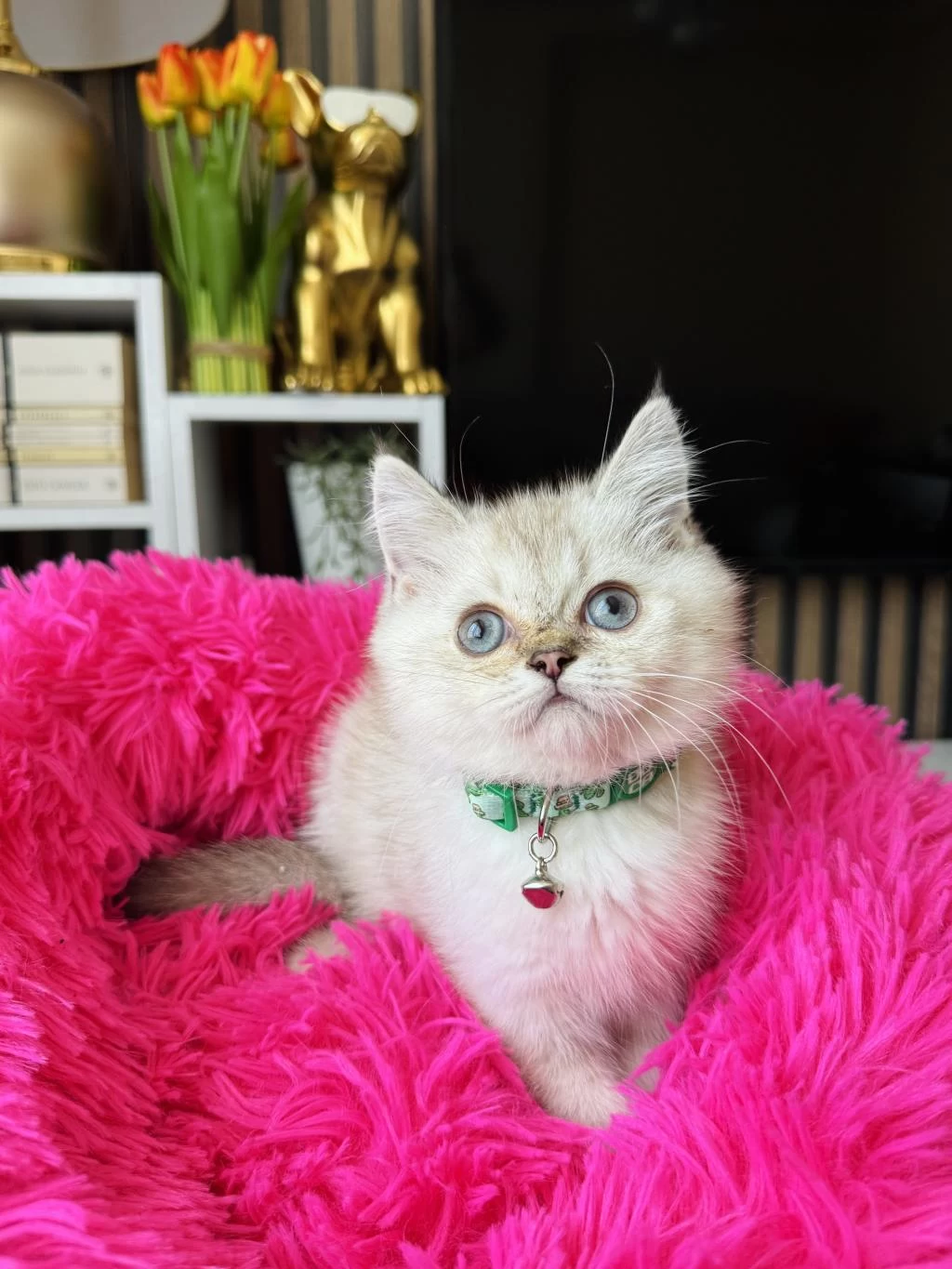 British Shorthair Silver Point
