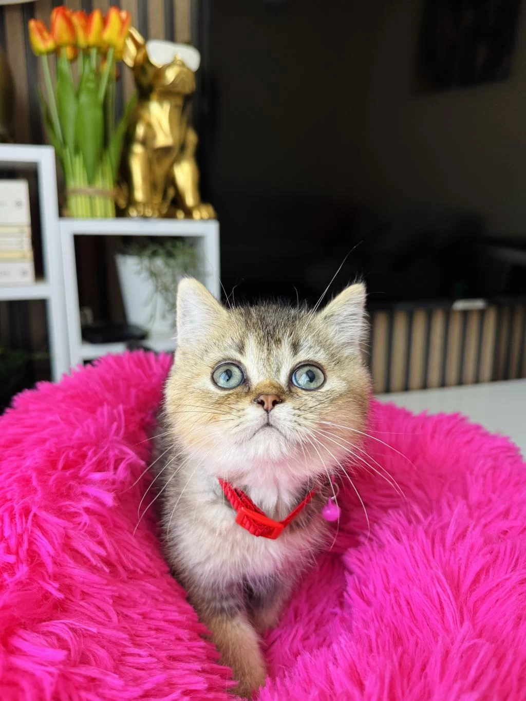 British Shorthair Black Golden