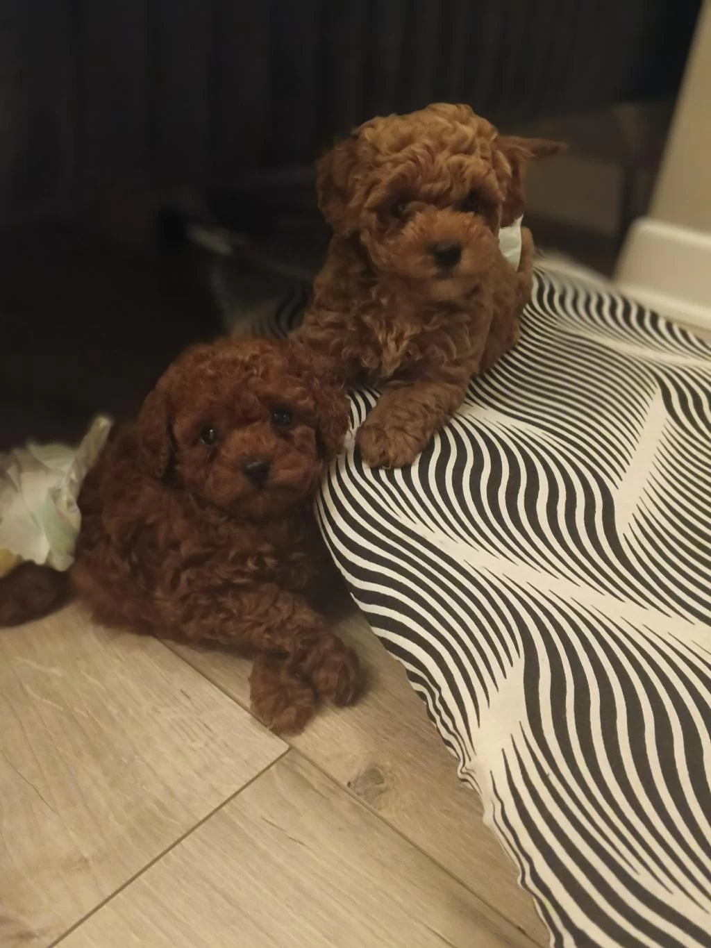 Oyuncak Surat Poodle Yavrular